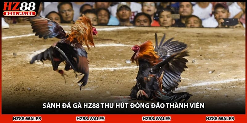 Sảnh đá gà HZ88 thu hút đông đảo thành viên